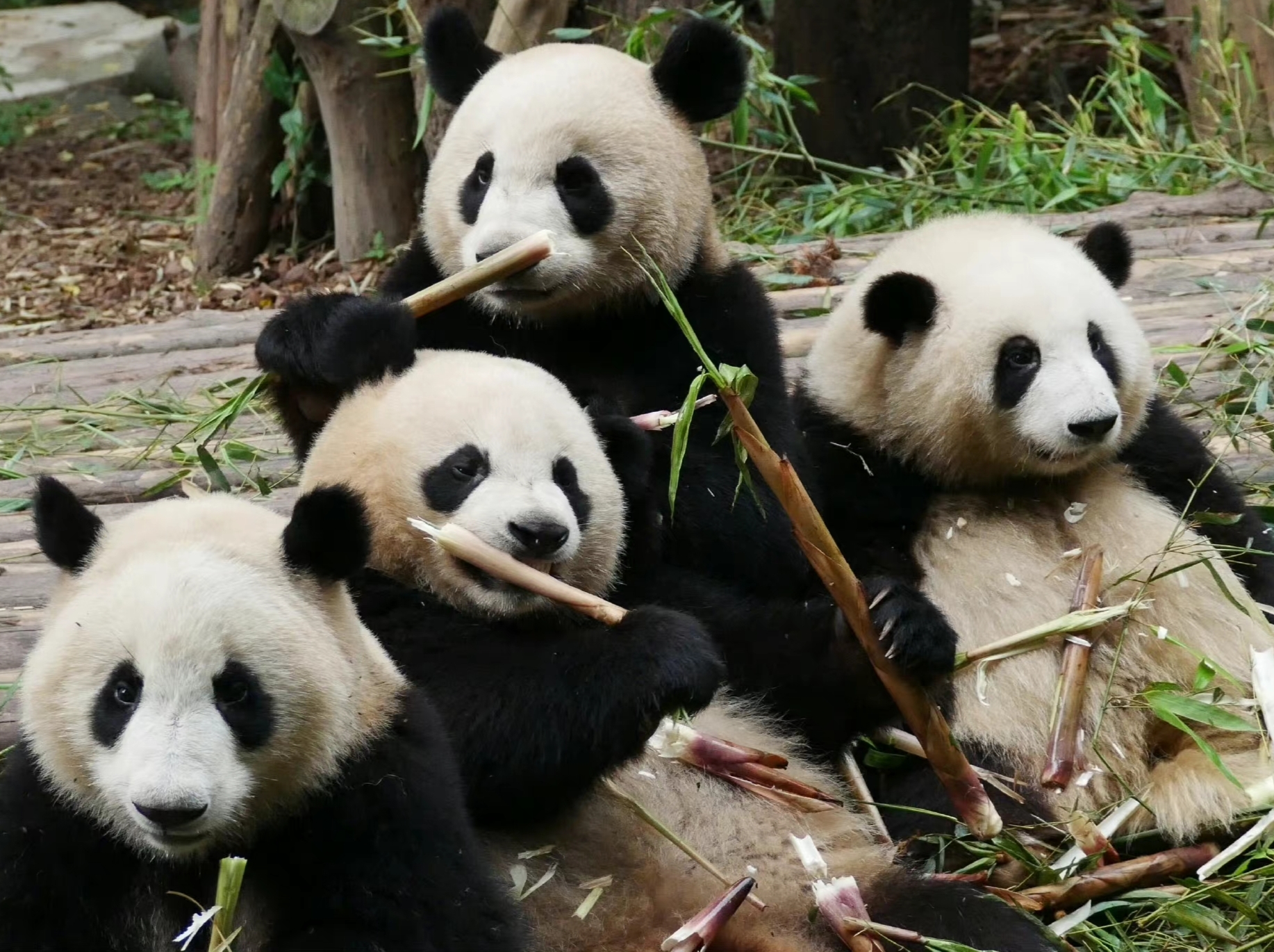 关于网红大熊猫和花的亲妈,干妈以及韭菜花叶组合的介绍