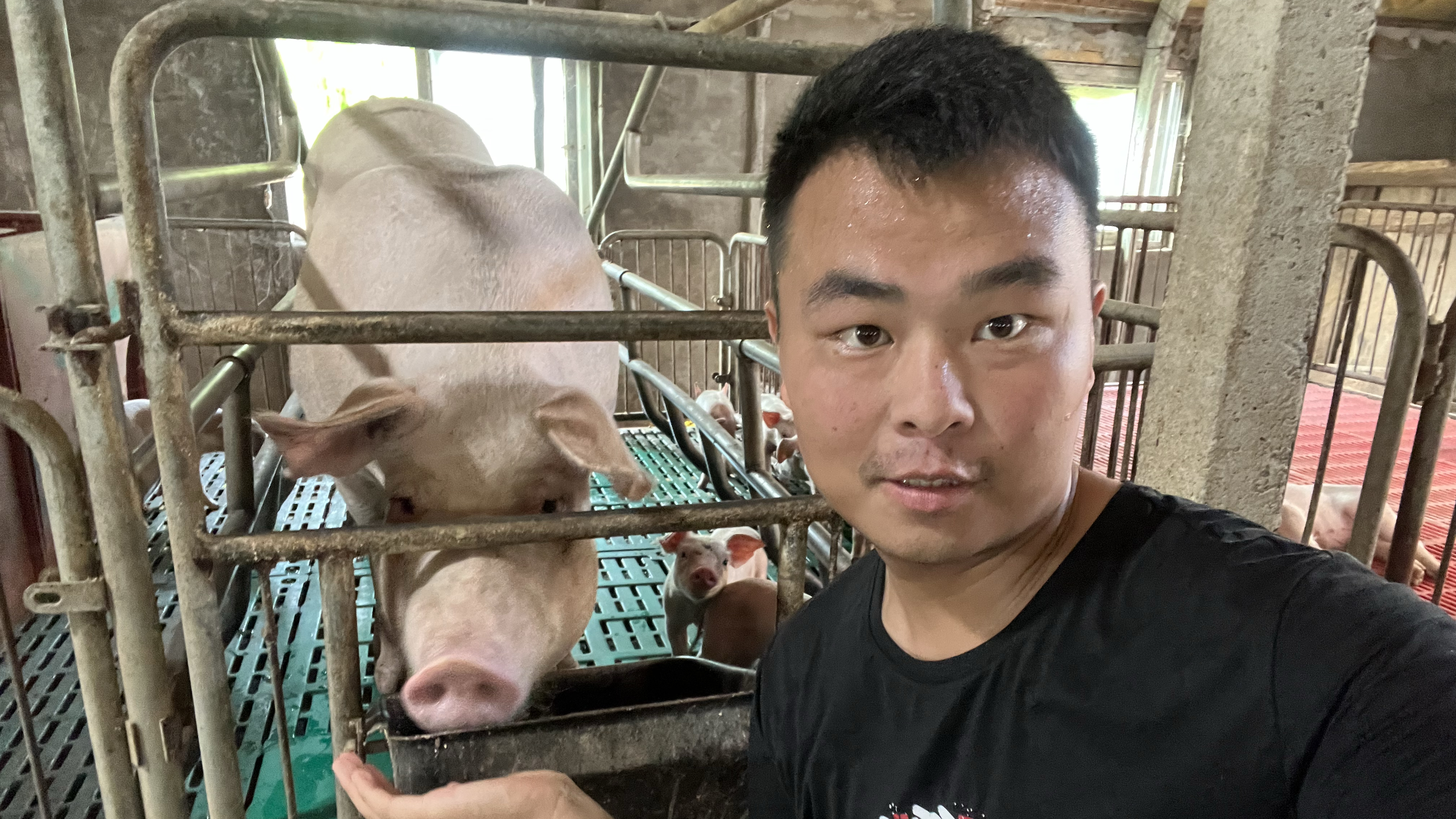 母猪产后需要清宫吗,看专业养猪人怎么说,养猪人别再错下去了