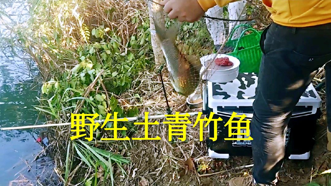 野钓小天堂人多竿更多,还有野生土青竹鱼,市场价120一斤