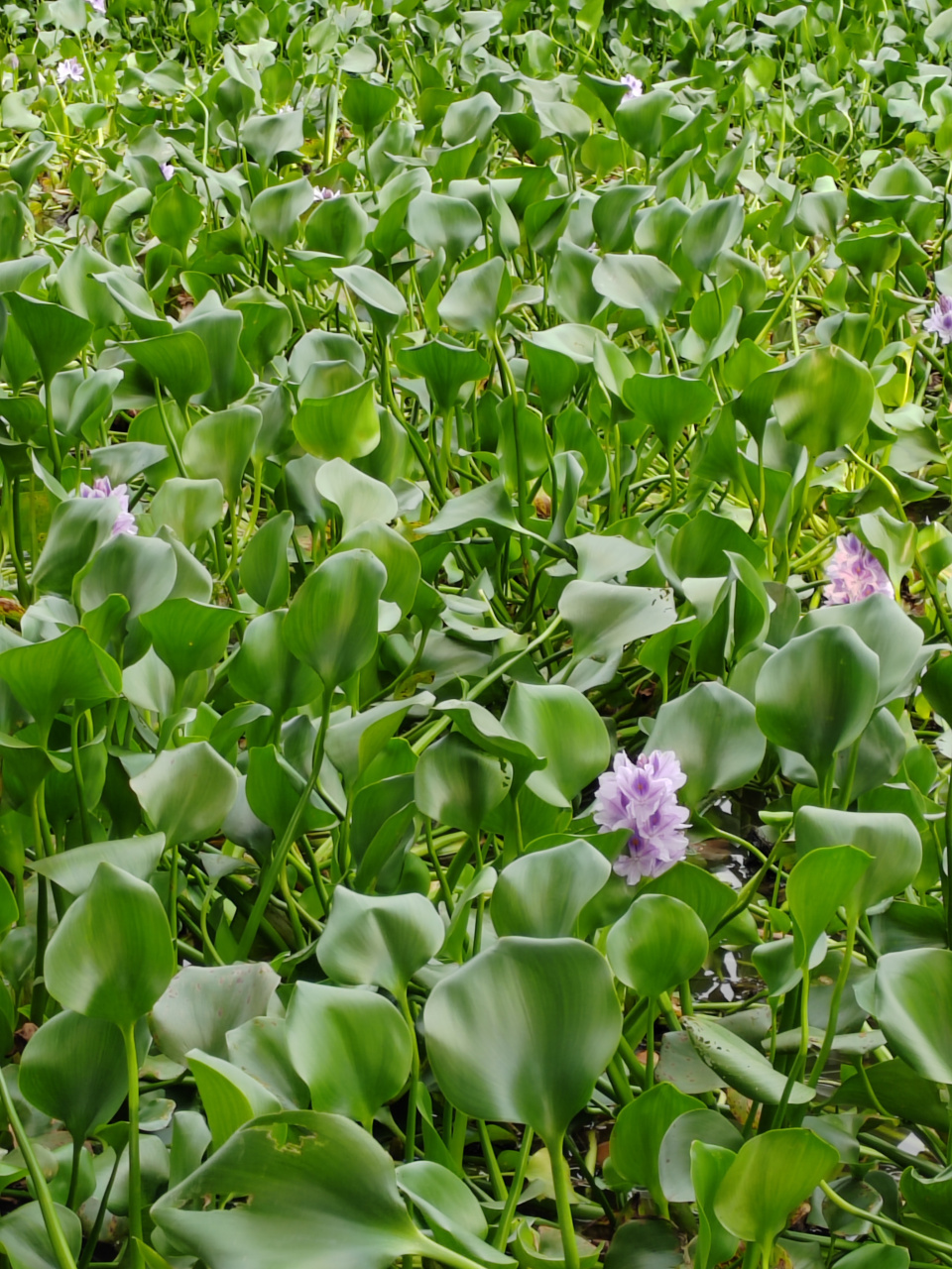 水葫芦的花怎么可以这么美,竟似孔雀羽毛般亮眼  水葫芦的大名叫