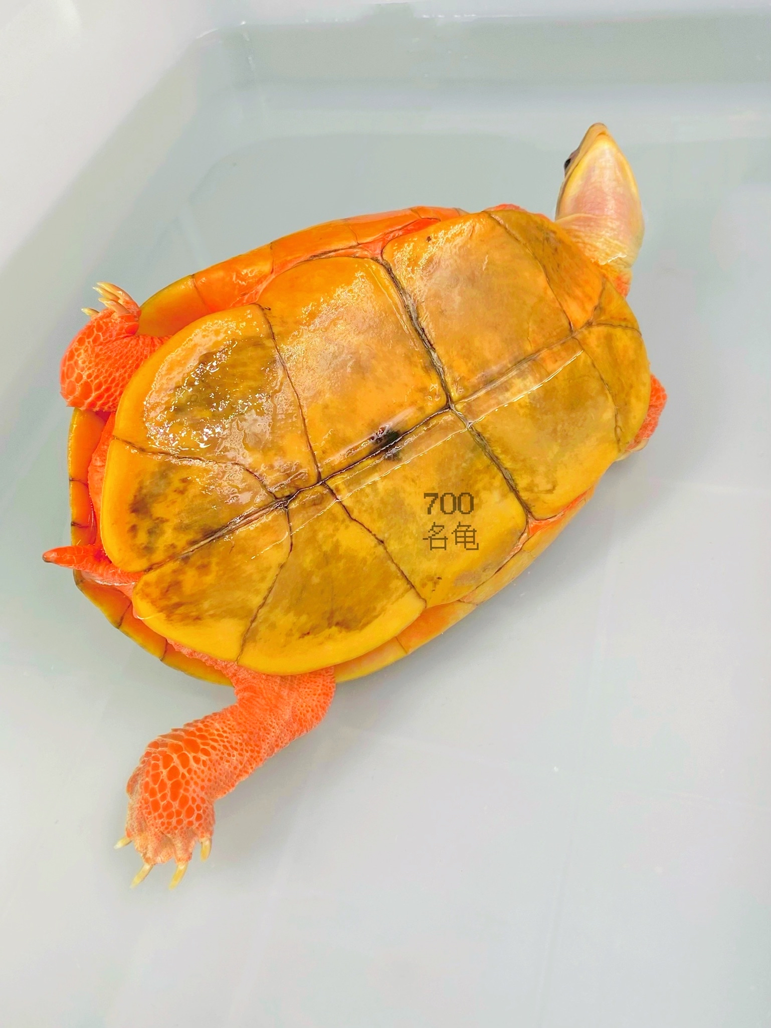 黄化金钱龟,黄化壳色绽放优美,成熟稳产,极少珍贵基因!