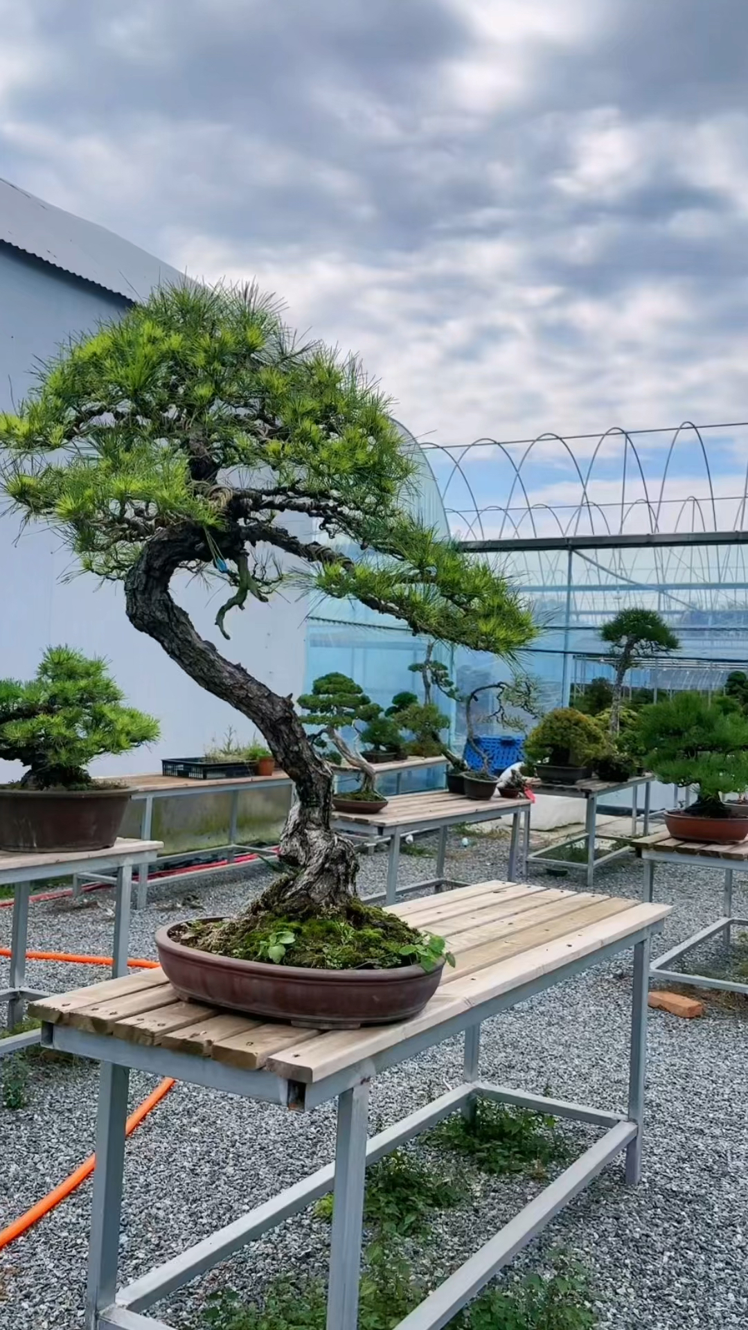 这样的美人松你喜欢吗?