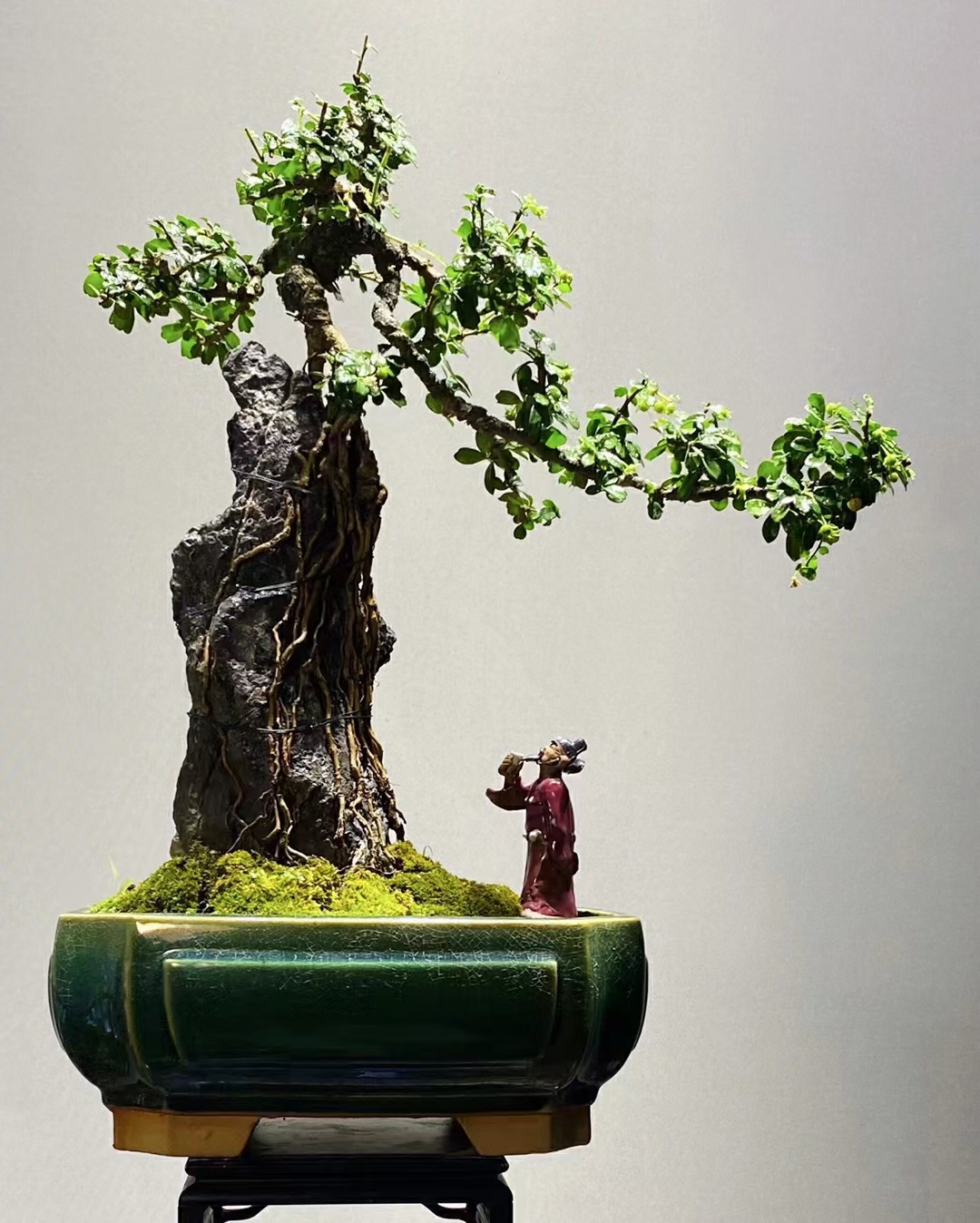 附石小叶福建茶