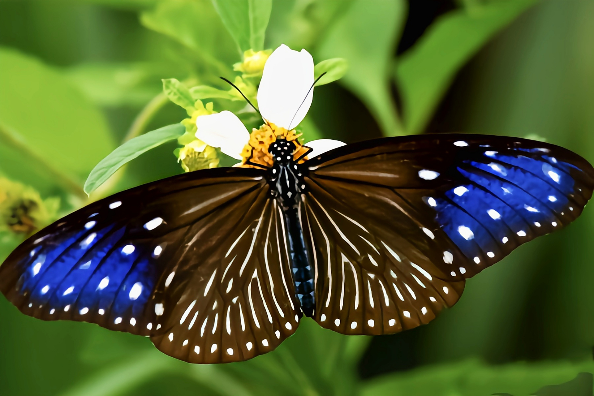 每天认识一种昆虫——蓝点紫斑蝶 蓝点紫斑蝶别名白点紫斑蝶,拟幻紫斑