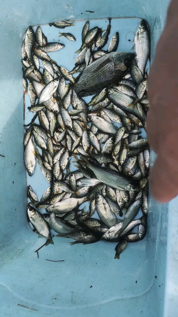 条纹小鲃,红腹小鲃,发色好,体型大,价格便宜,喜欢的来