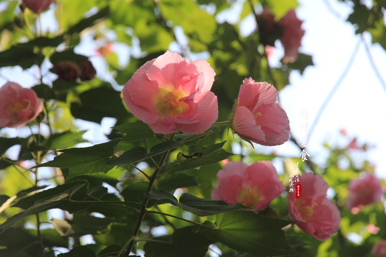 木芙蓉为何叫拒霜花图片