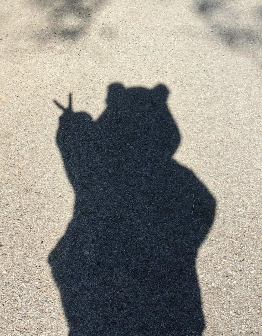 想看看大家的影子照#影子# 举百奇的小熊