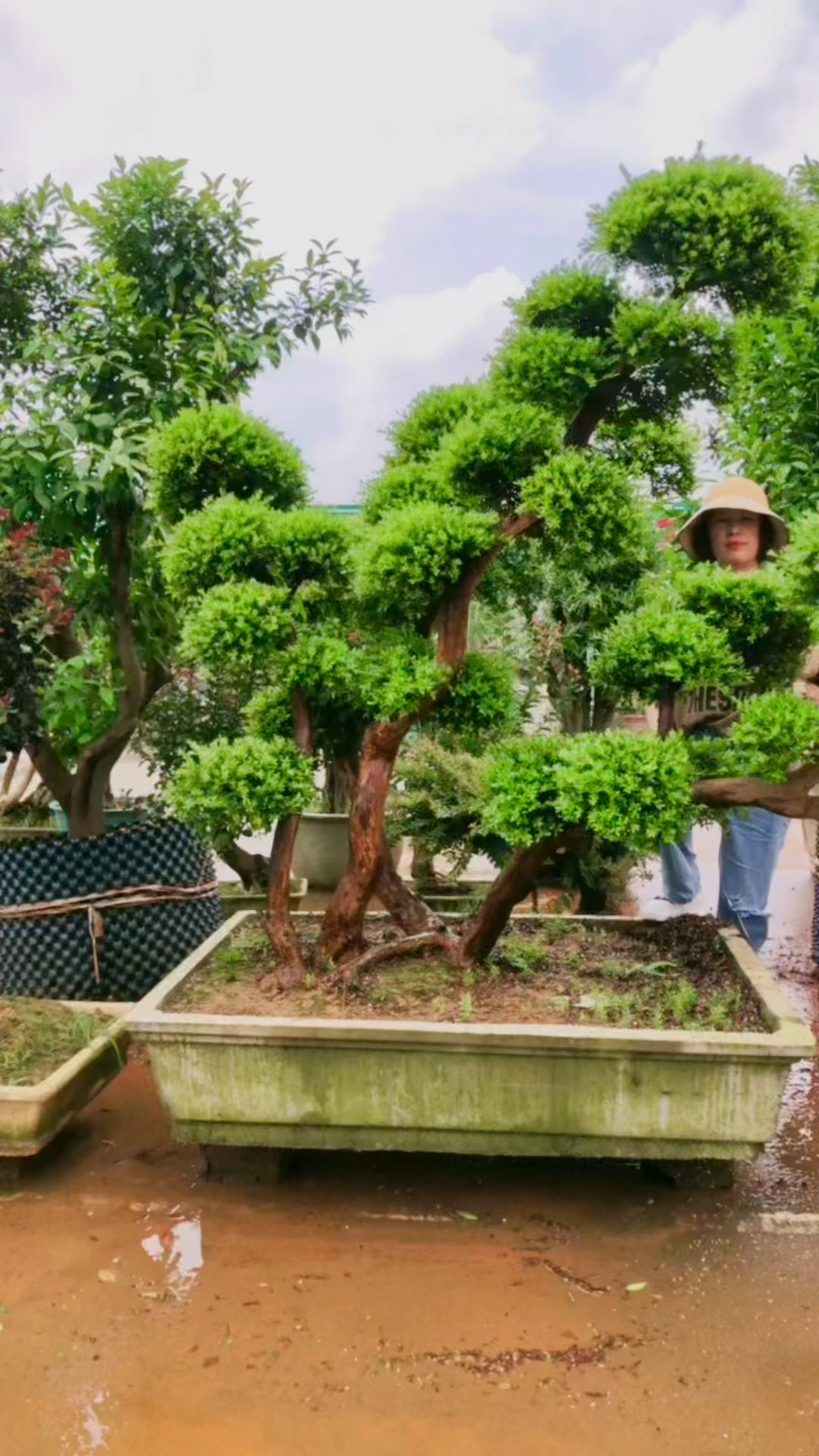 分享小叶赤楠盆景适合庭院,摆放耐修剪喜欢的关注一下吧