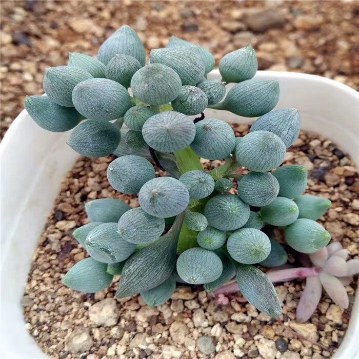 清新可爱的锦上珠