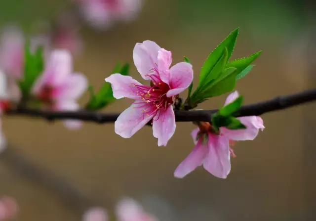 现代诗:楼下的一树桃花开了(花解语系列)