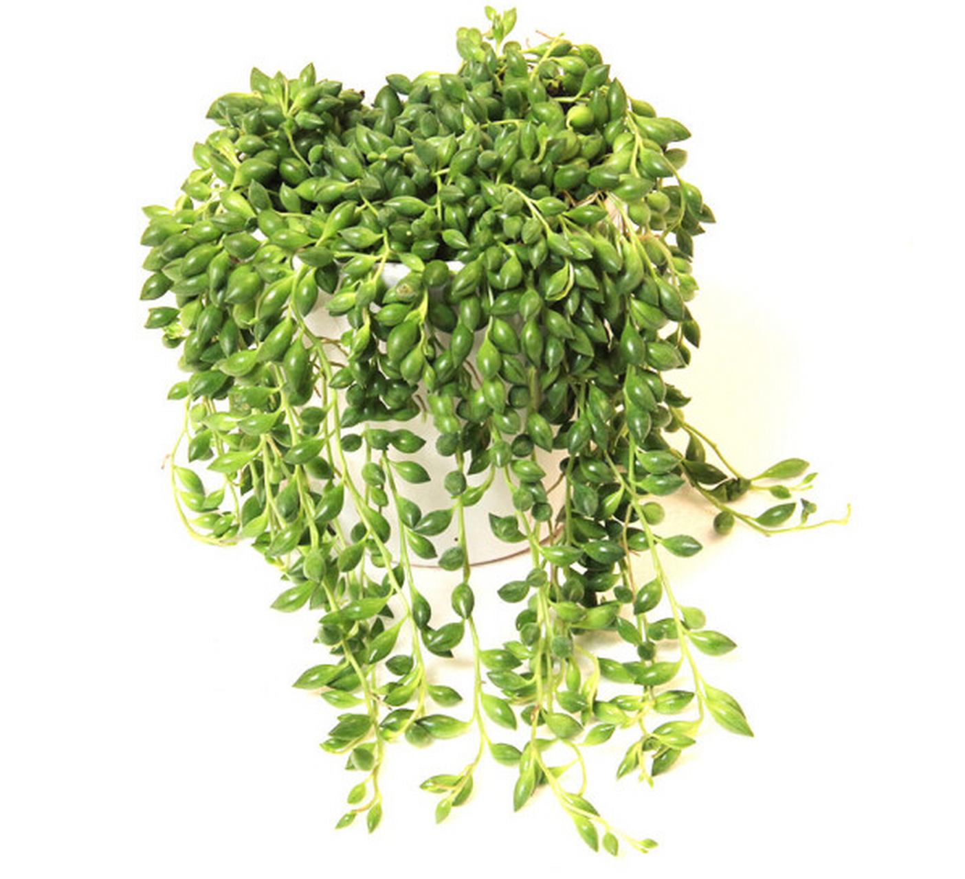 情人泪是一种常见的多肉植物,扦插是其繁殖的常见方法.