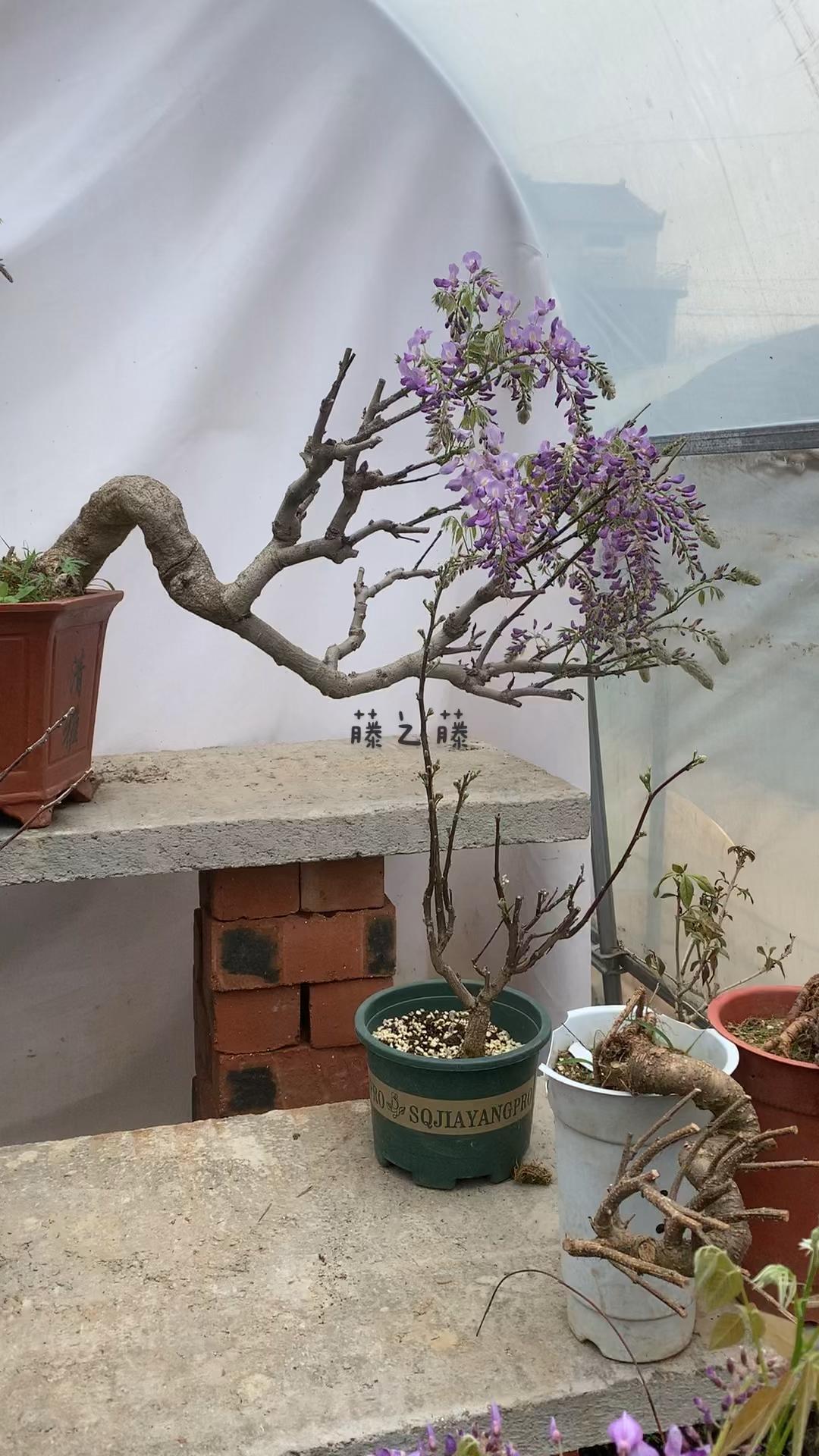 精品紫藤盆景作品