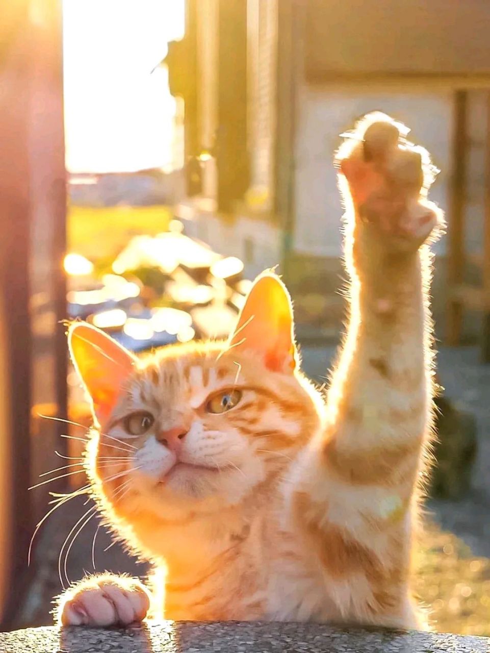 金华灿灿的橘猫