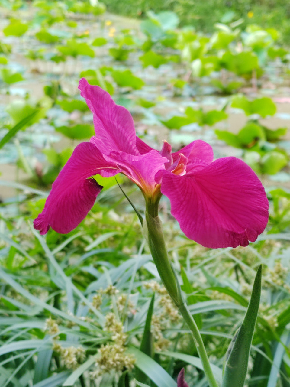 宁夏川的马兰花图片