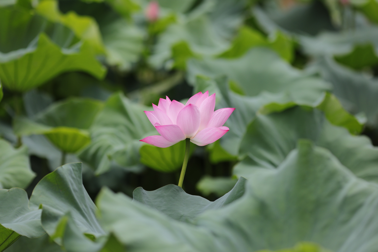 无锡鼋头渚荷花