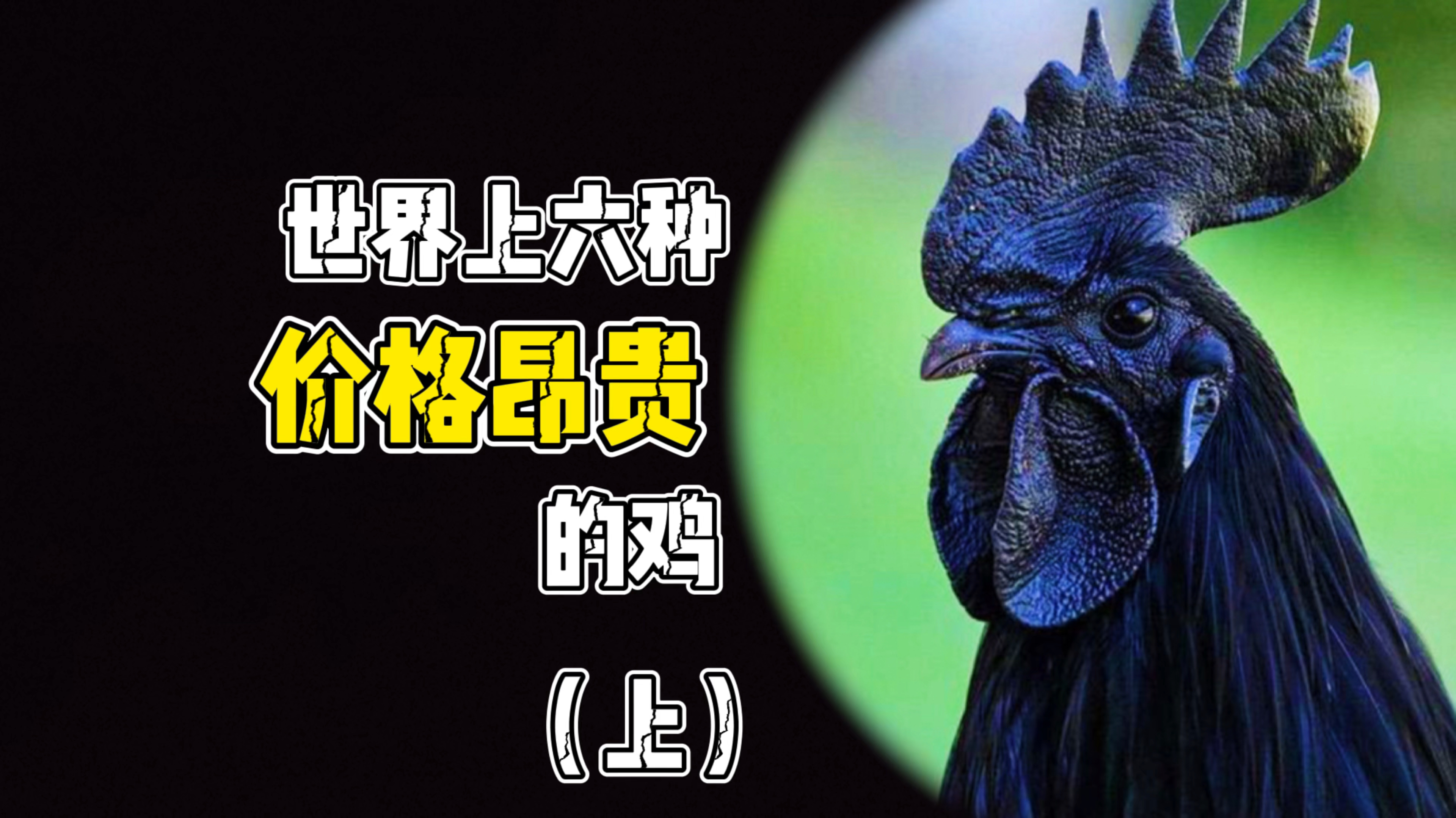 六种价格昂贵的鸡(上)