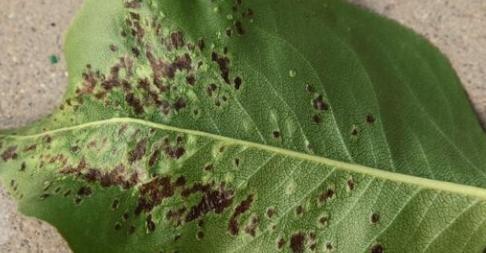 梨树黑斑病何时才是危害的高峰期?此时采取哪种防治措施最有效?