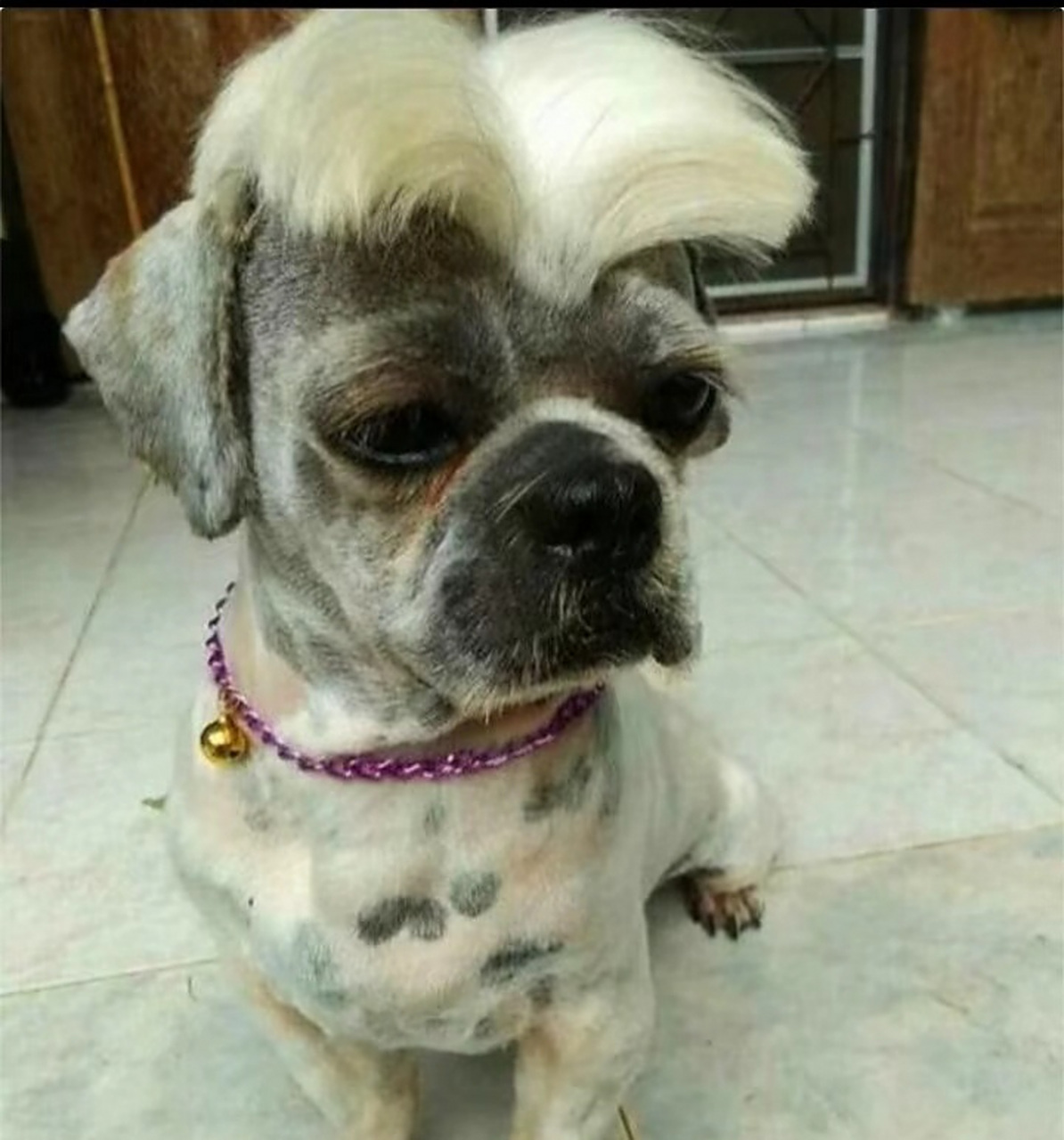 天气热了,换个酷酷的造型吧#狗狗# #搞笑萌宠