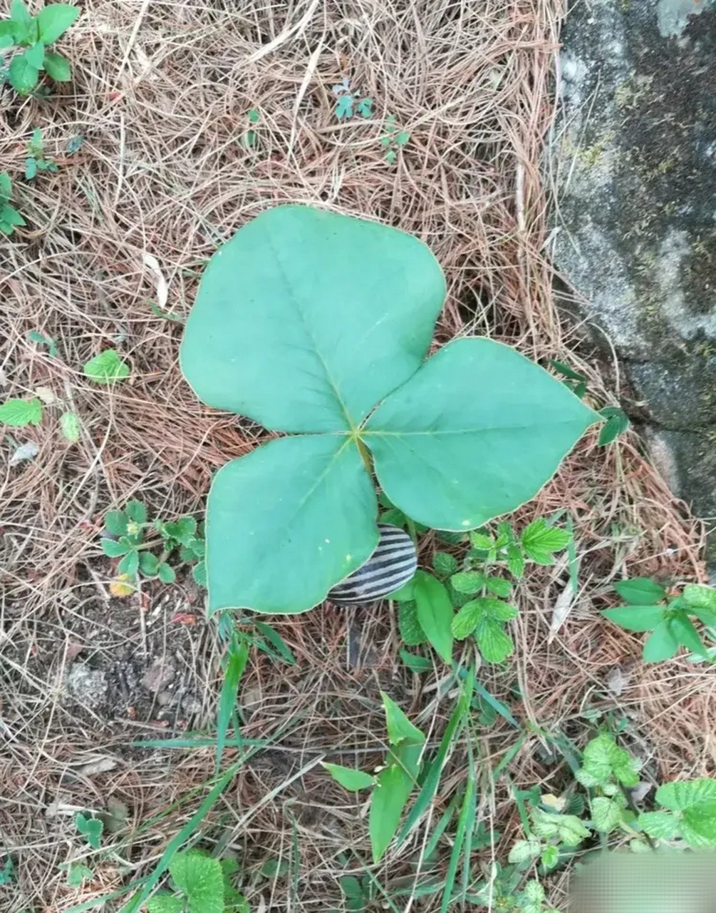 曲靖特色植物图片