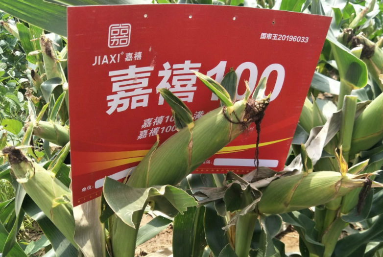 嘉禧100玉米品种介绍