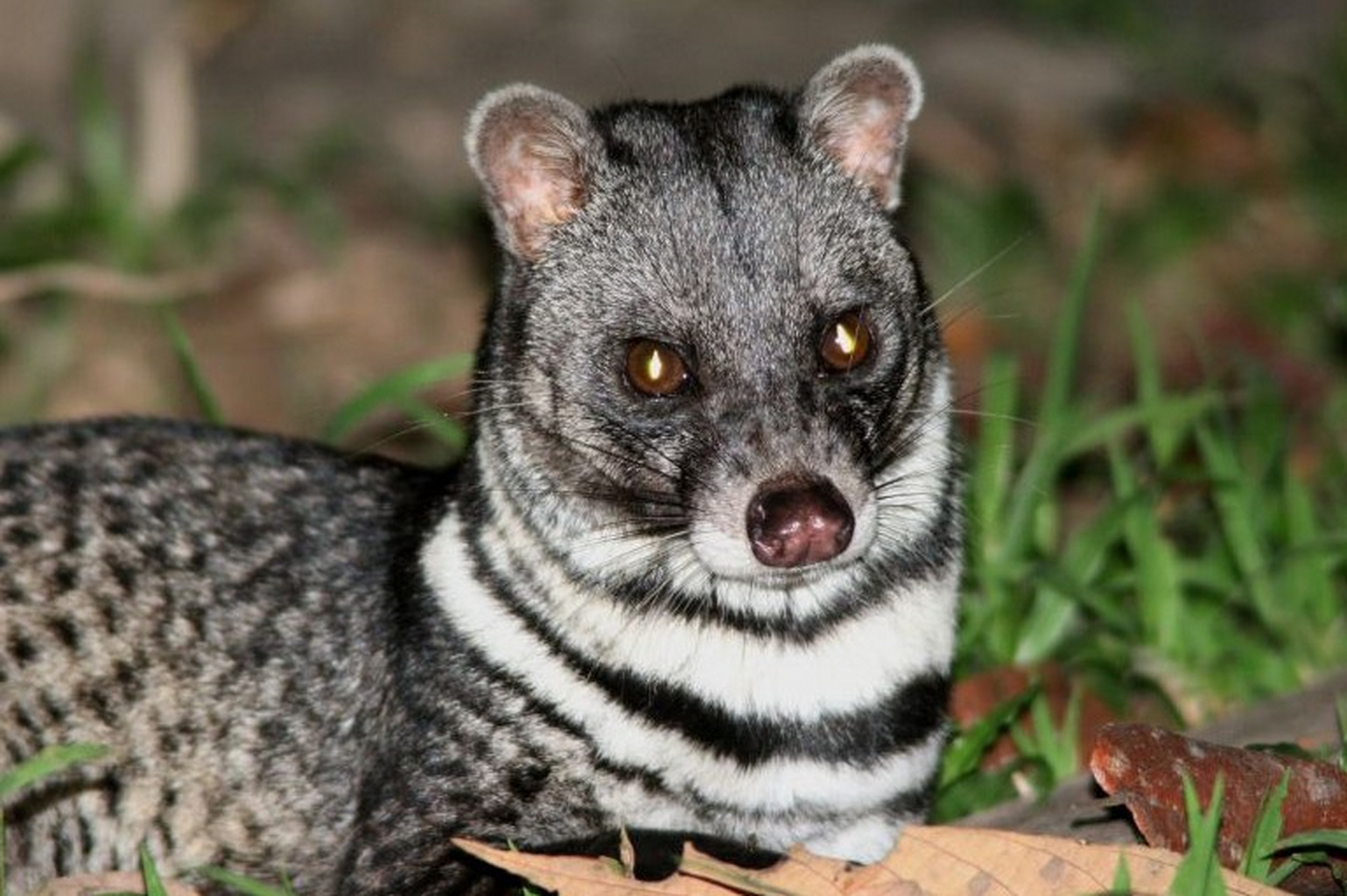 九节狸,麝香猫最明显的特征是它们的尾部有九个环节,非常有特色.