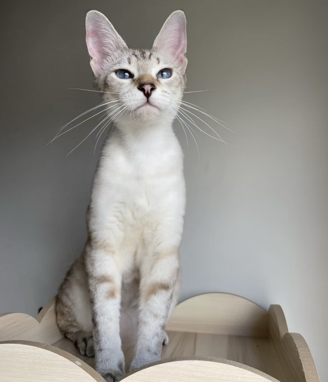 短毛猫#动物# #萌宠# #猫咪