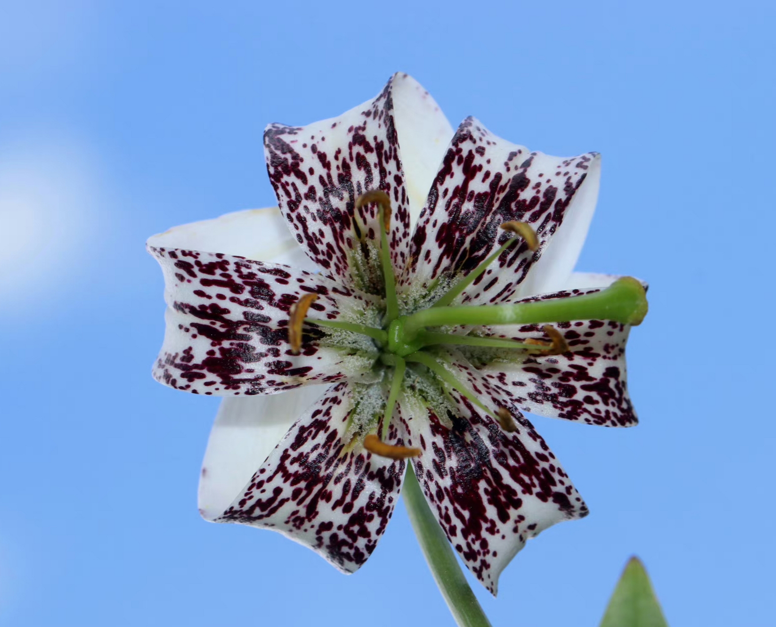 终于把宝兴百合 lilium duchartrei 拍了个够.