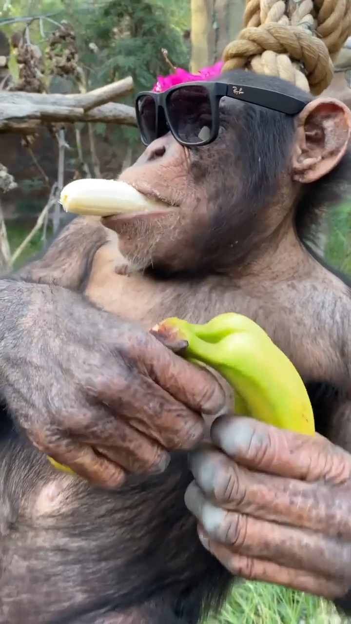 奇奇国王:本王给你们表演一个一口一根蕉-度小视