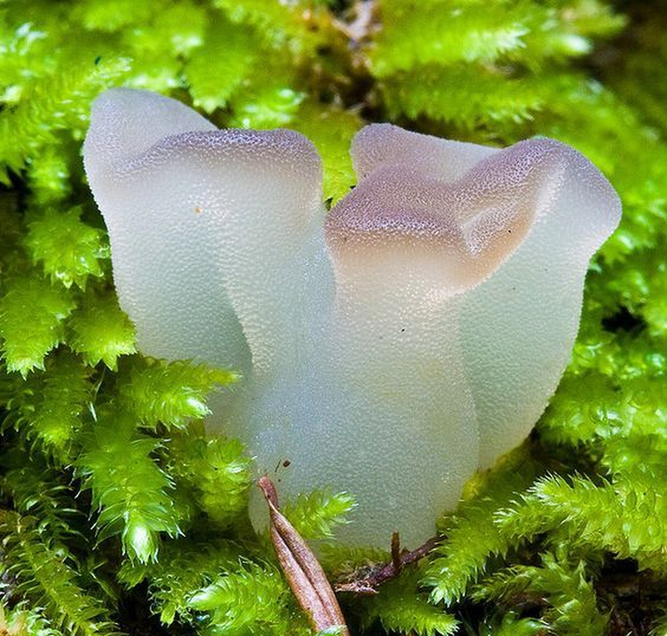 收集了一些透明菌类的图片