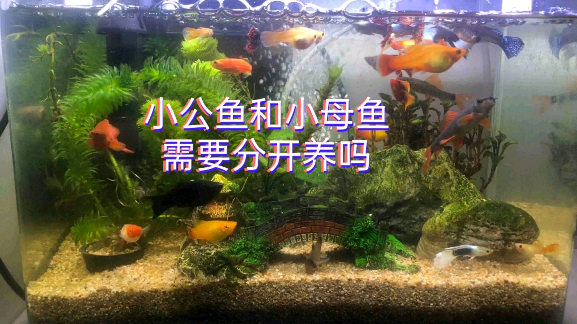 小公鱼和小母鱼要分开养吗?终有千般不舍,鱼坚强完成并缸作业