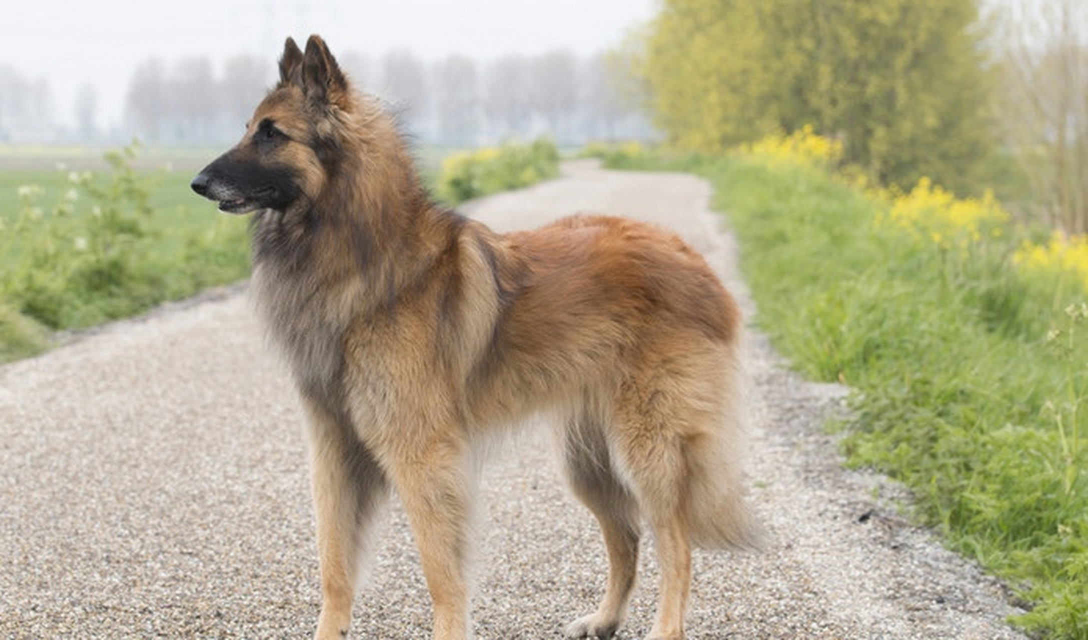 比利时牧羊犬壁纸图片