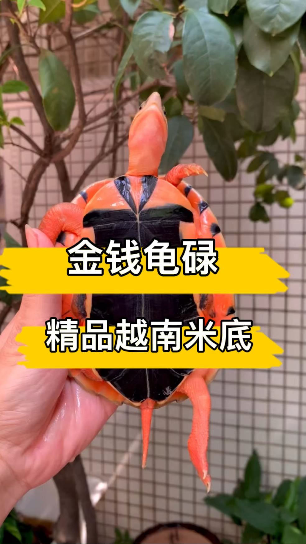 金钱龟学名三线闭壳龟越南米底金钱龟最有代表性之一