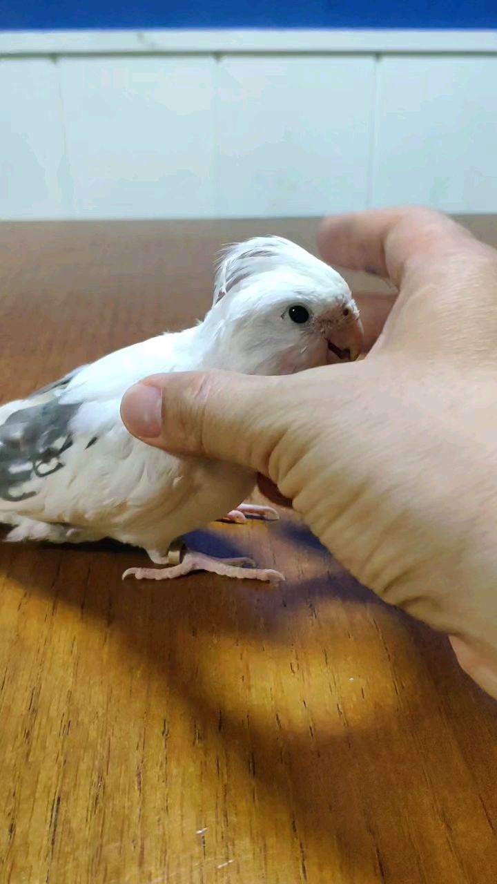 玄凤鹦鹉,白脸高趴,换毛期的小肥鸡,头毛不再飘逸