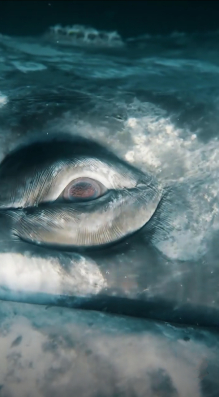 近距离看鲸鱼的眼睛是这样的,有种神秘莫测的美