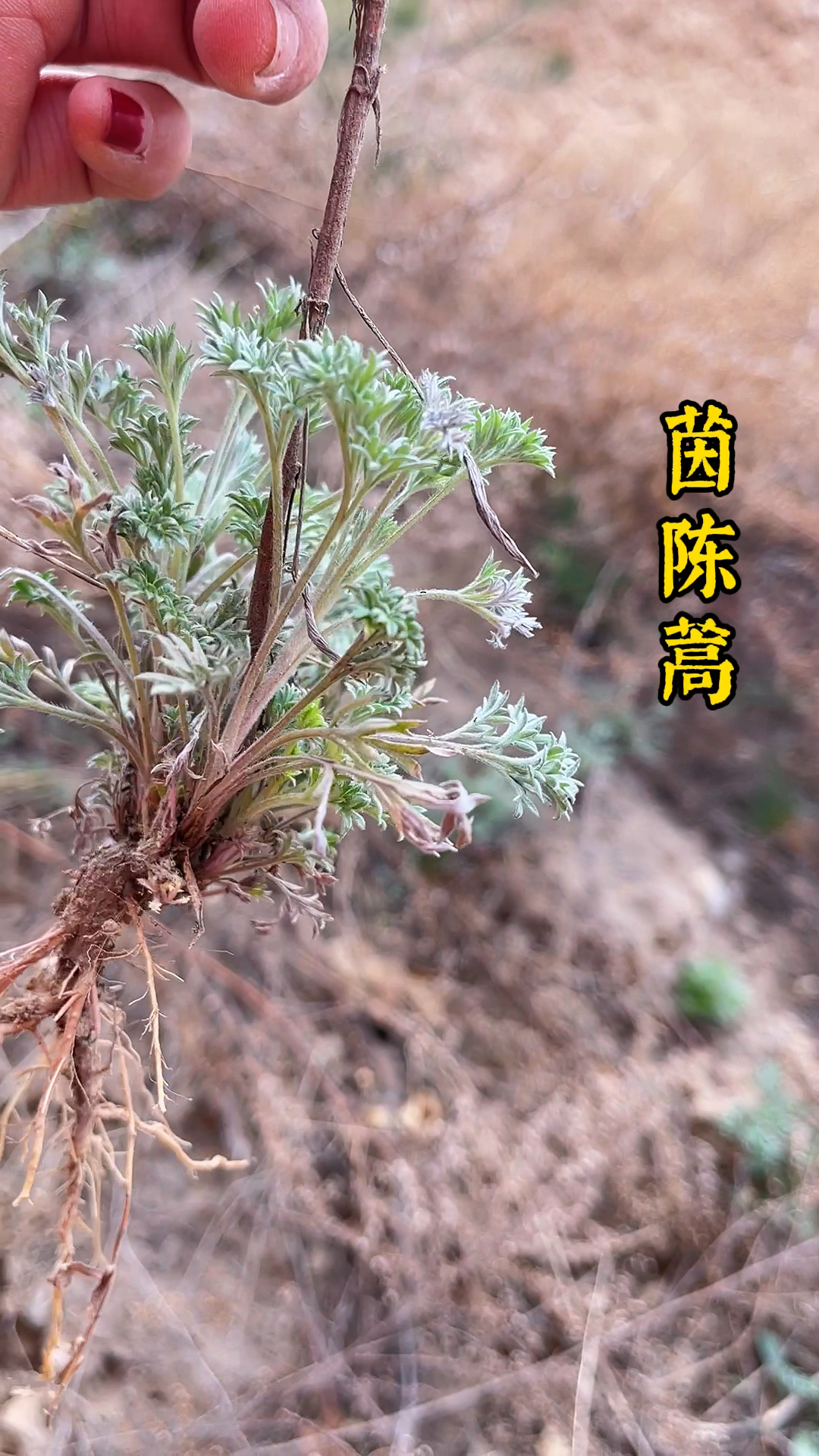 满山皆为草,认识皆是草,来自春天的野菜茵陈蒿!你可吃过?