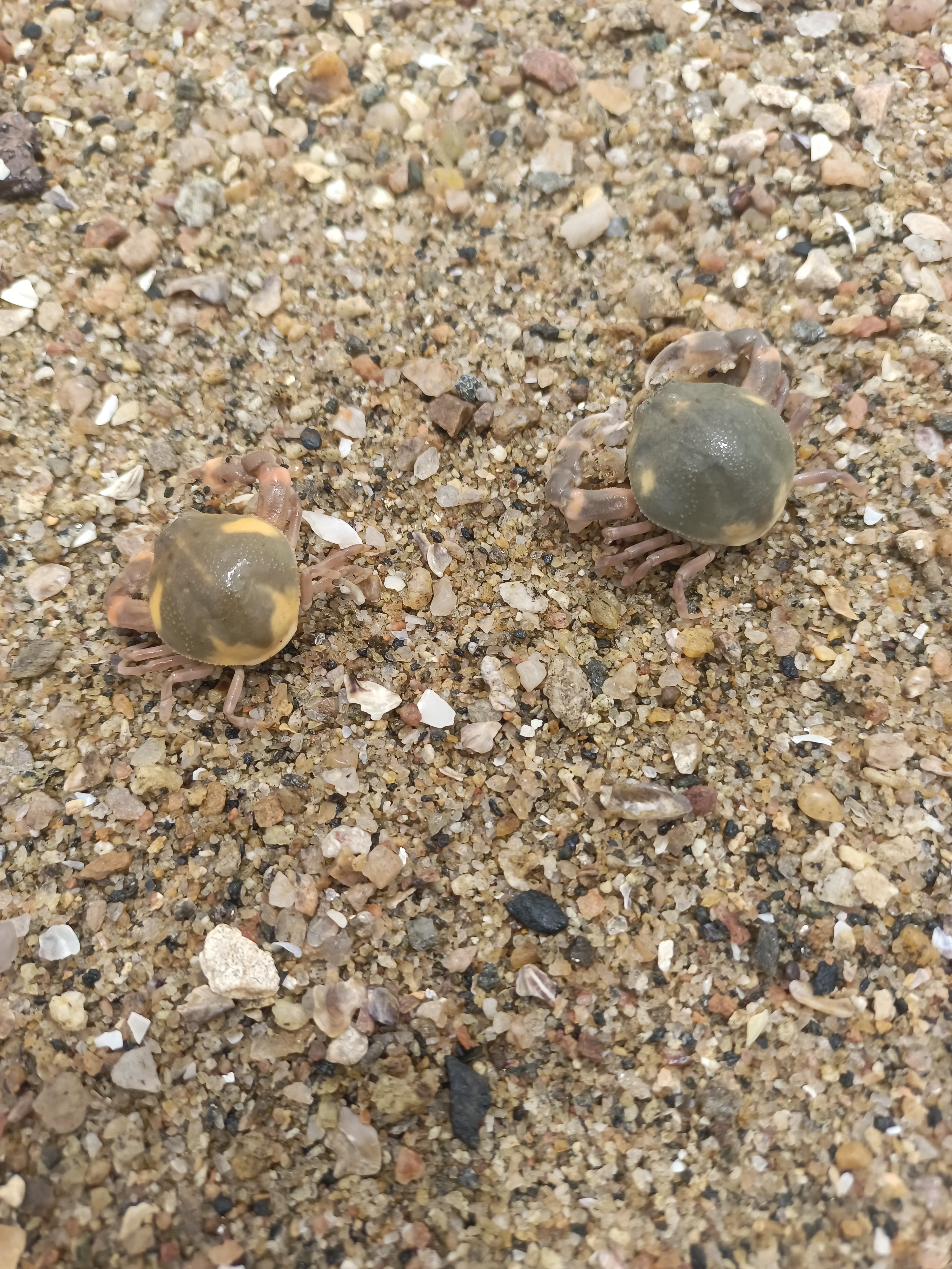 这是什么螃蟹,圆嘟嘟的,有点可爱啊