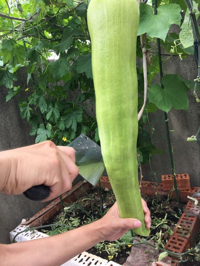 砍瓜的种植方法及管理办法