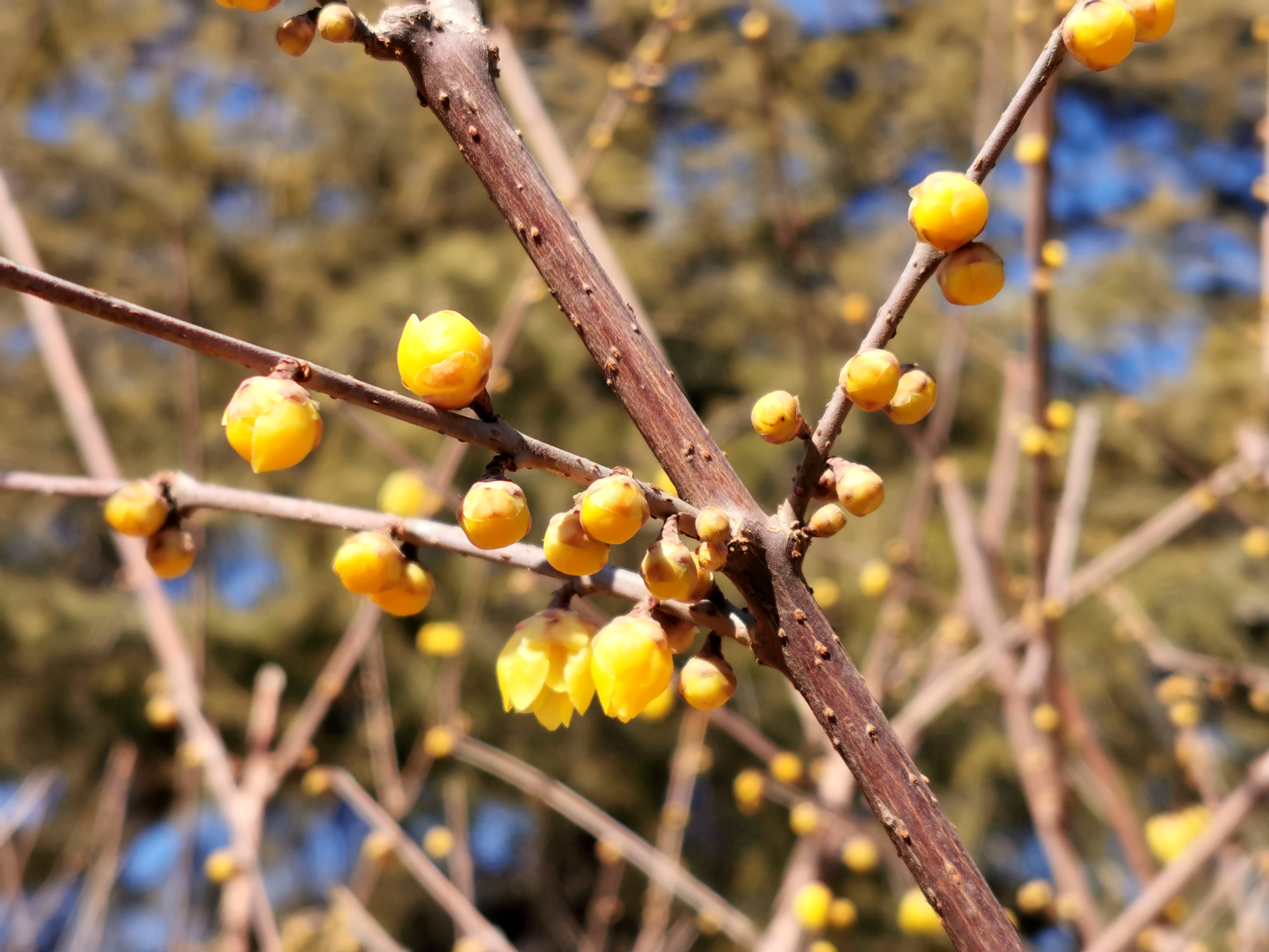 北京正月赏腊梅
