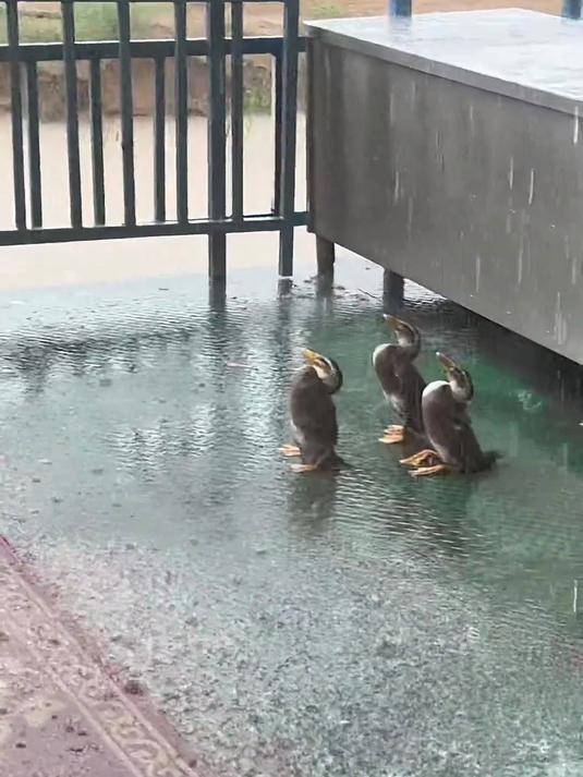鸭子为什么要站着淋雨