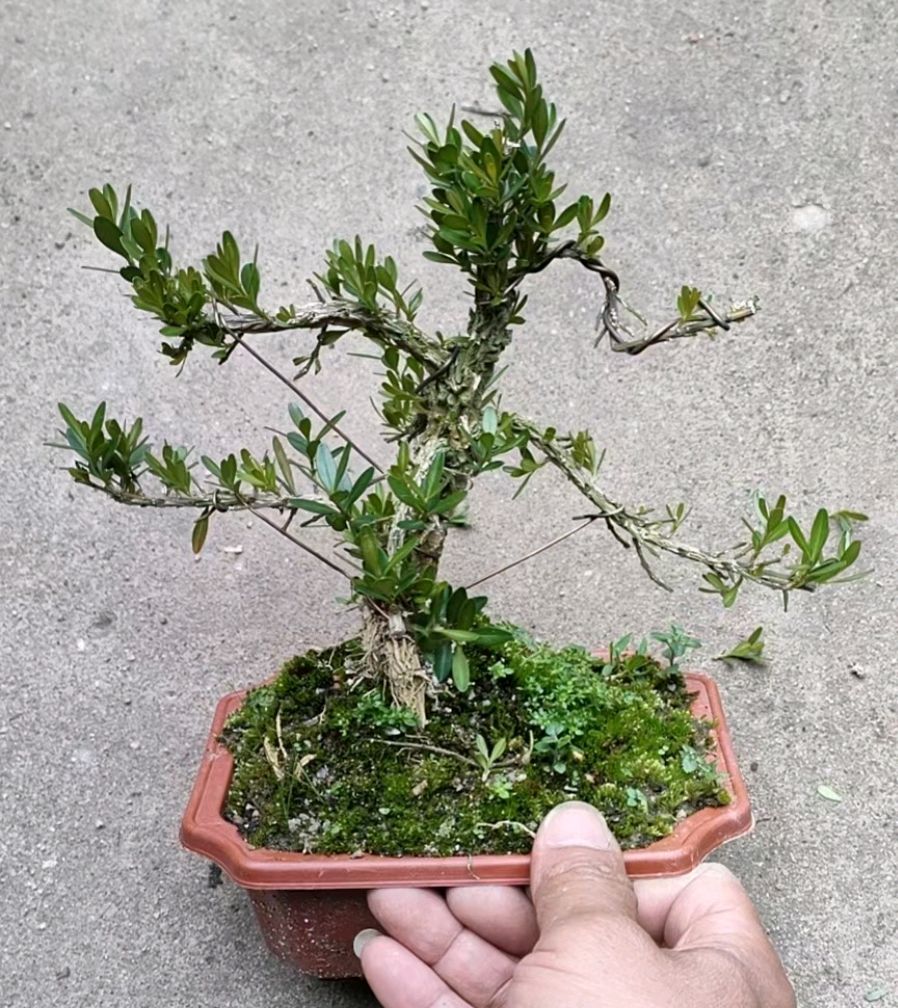 矮霸雀舌皱皮小叶黄杨