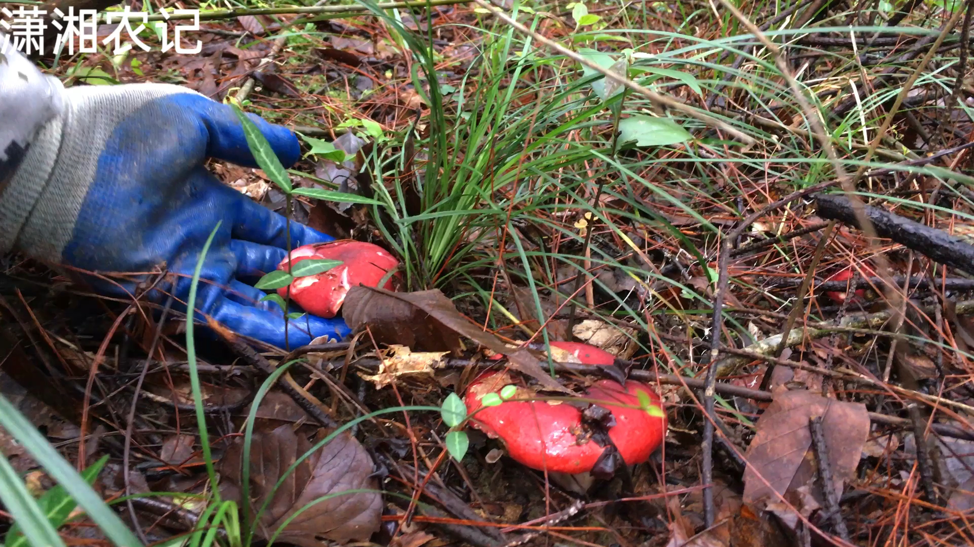 雨后在山上发现了一片红菇,红艳艳惹人喜爱,捡回家晒干炖猪蹄