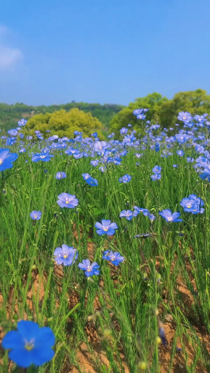 遇见一片紫色亚麻花海 太美了