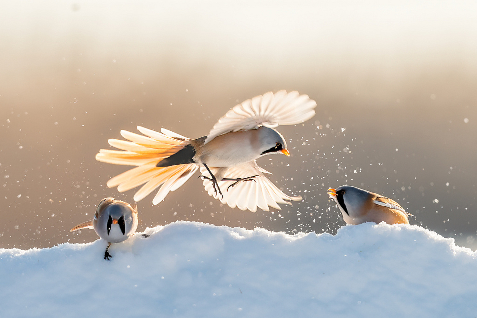 黑龙江大庆龙凤湿地国家自然保护区,几只文须雀在冰雪中追逐,玩耍