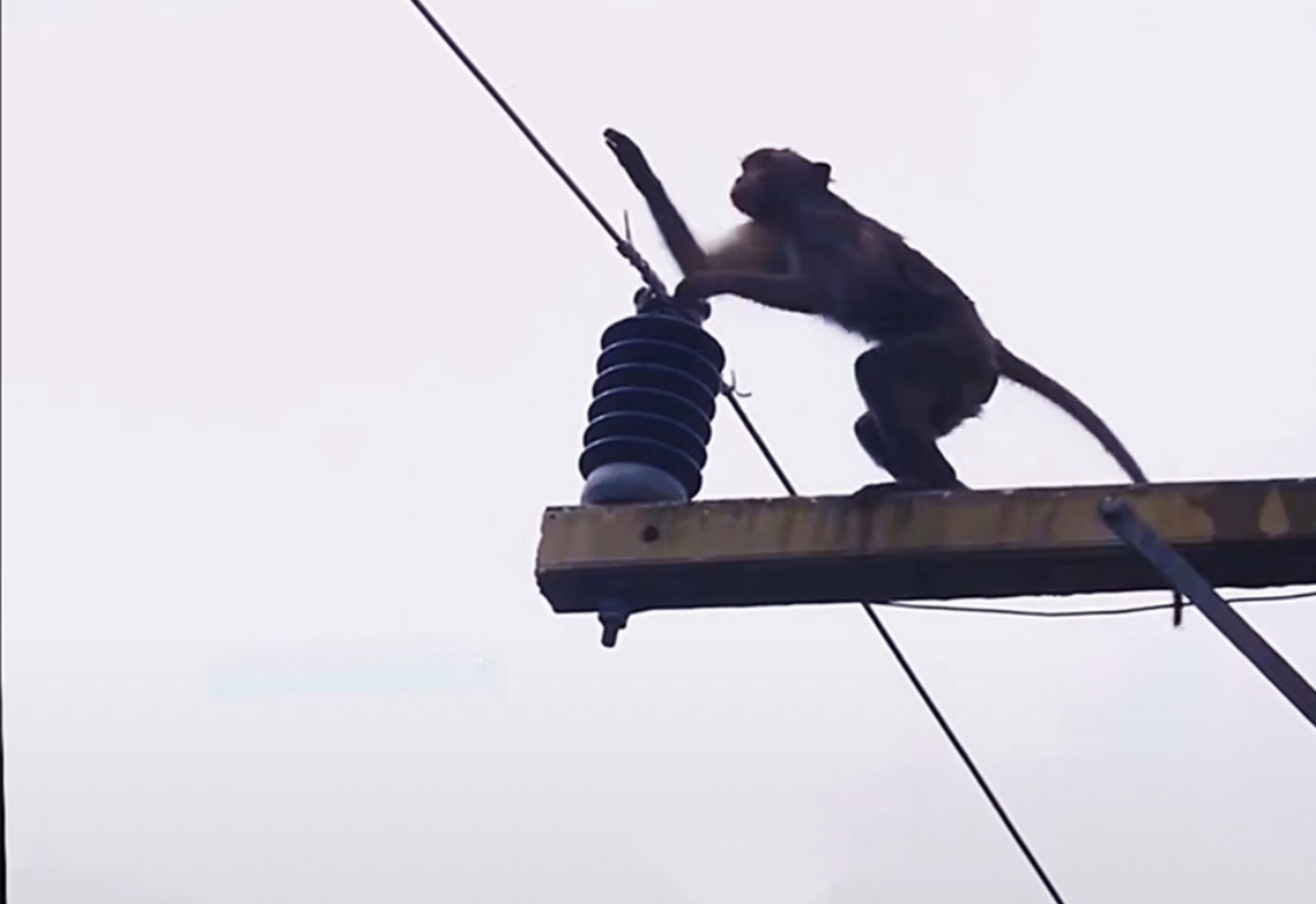 猴子:这辈子直了.