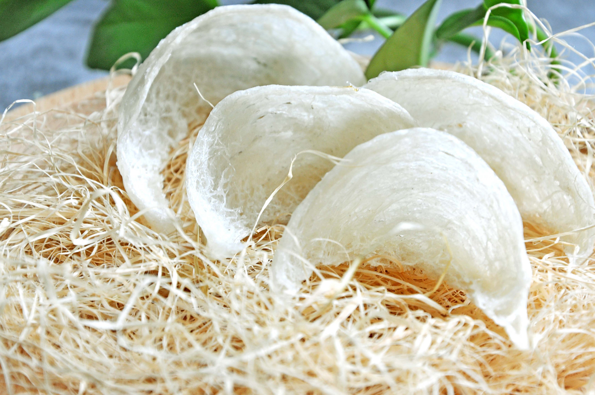 燕窝确实是由燕子所筑的巢,但并非我们常见的家燕.