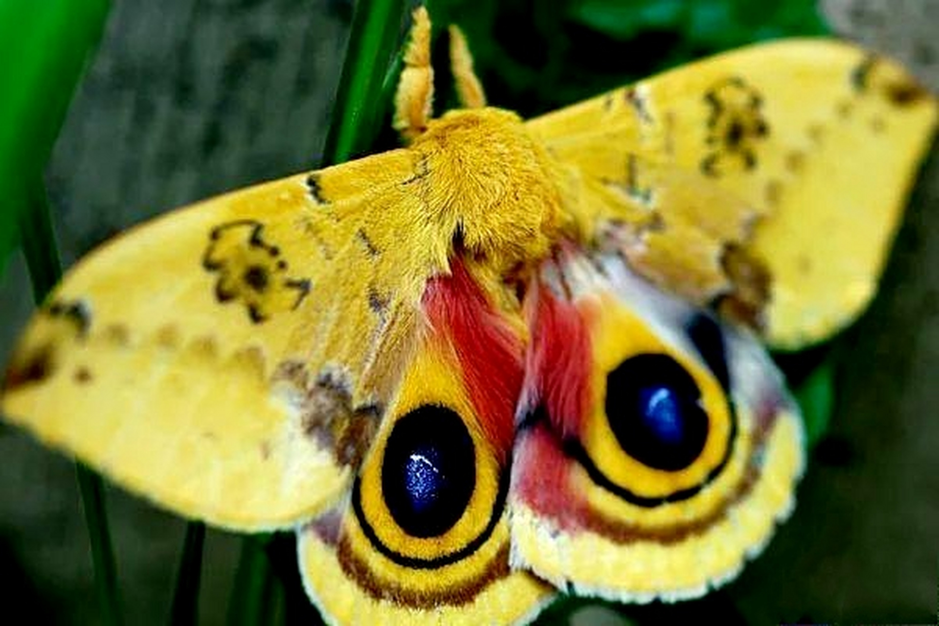 玉米天蚕蛾原产于北美洲,雌雄异色雄性为黄色,雌性红褐色,后翅上有