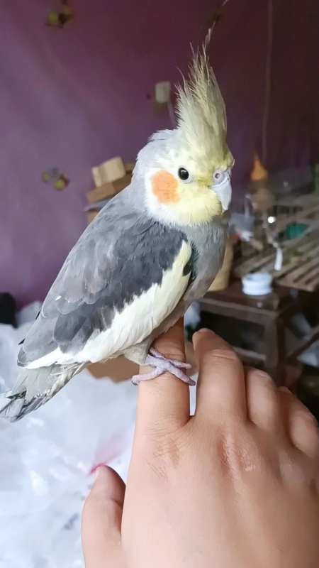 怎么又有老铁说我的玄凤是母的?这大黄头原始灰难道是母鸡?-度小视