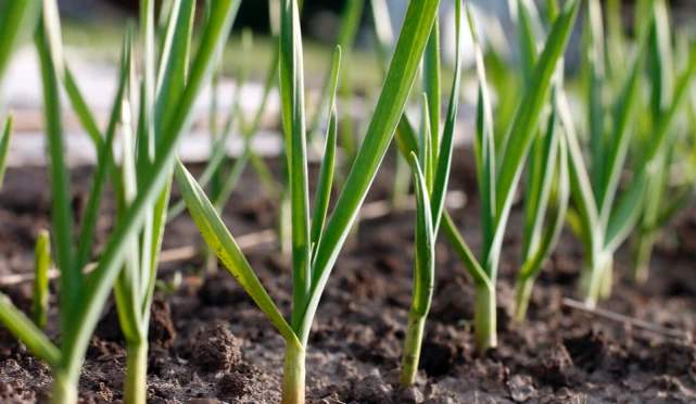 寒露快到,"白露葱,寒露蒜"啥意思?大蒜怎么种?看农民怎么种