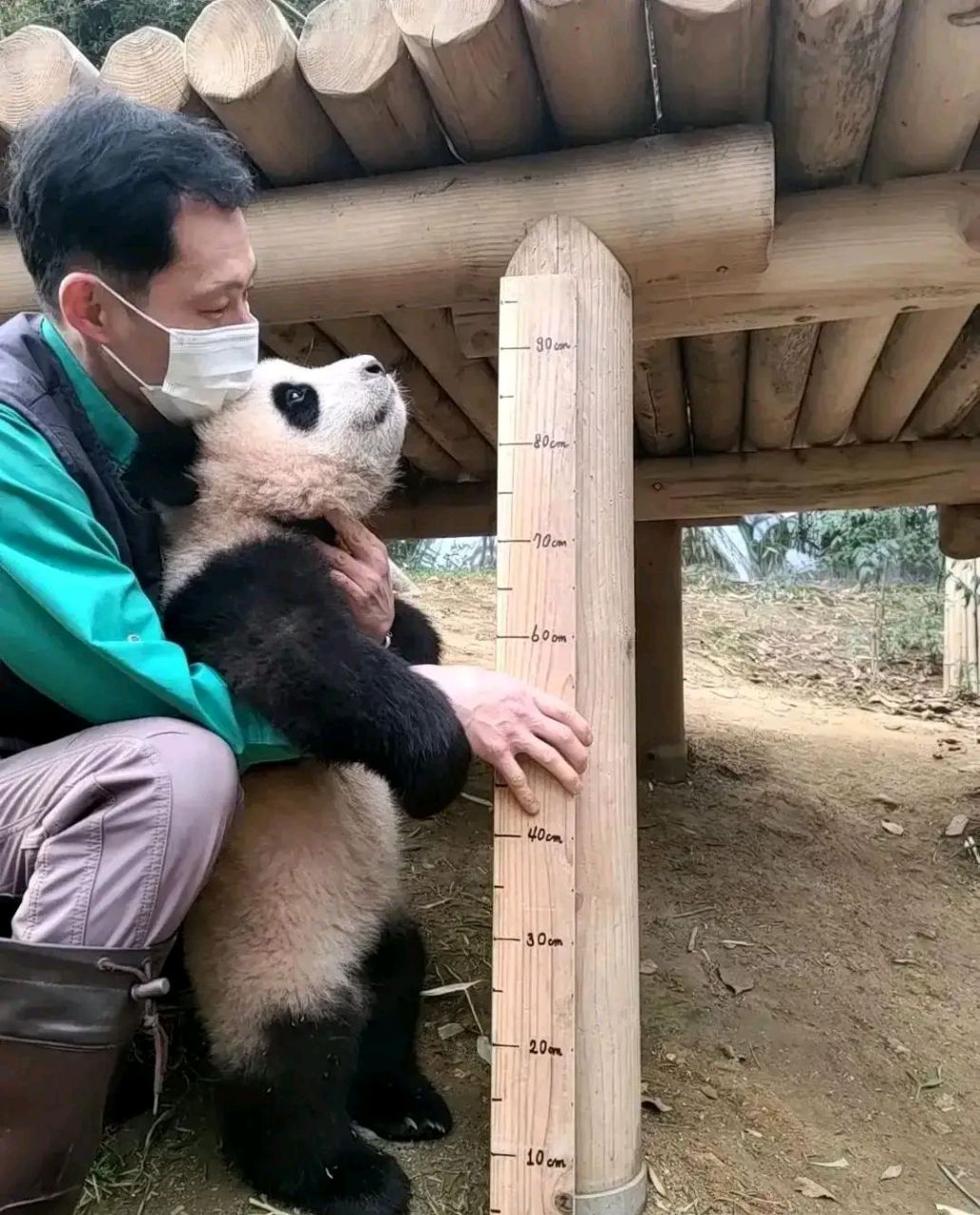 对,就是这个类似车座子一样的物体是我们可爱的福猪猪!