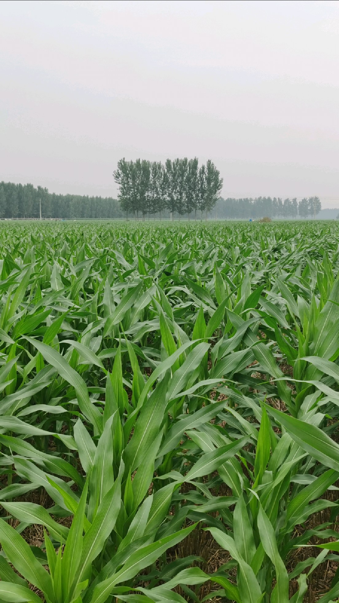 那些年我们钻过的玉米地,你走远了,我还停在原地